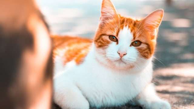 Do Cats Understand Human Smiles And Facial Expressions?