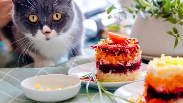 Can Cats Eat Sugar