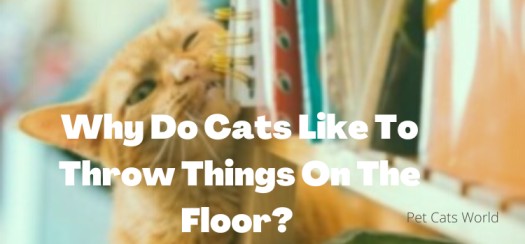 Why Do Cats Like To Throw Things On The Floor?