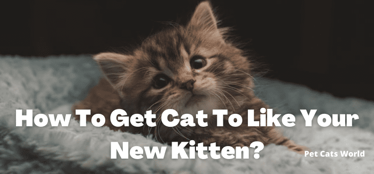 How To Get Cat To Like Your New Kitten?