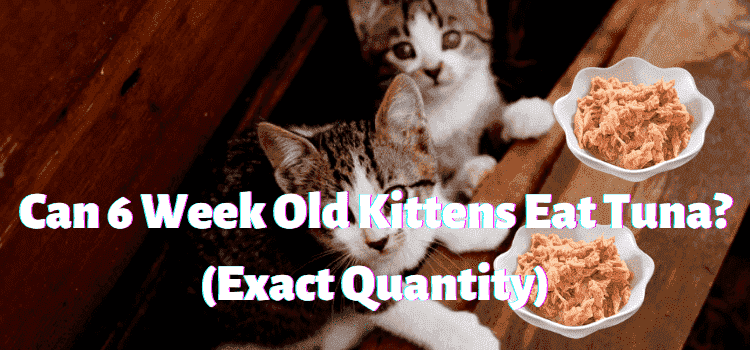 Can 6 Week Old Kittens Eat Tuna?