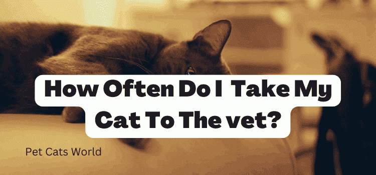 How Often Do I Take My Cat To The vet?