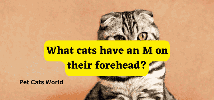 What cats have an M on their forehead