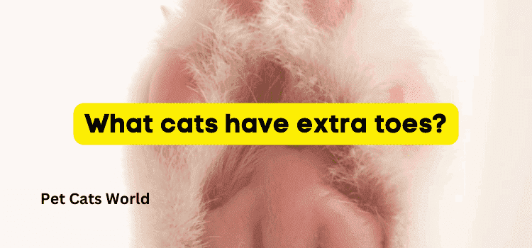 What cats have extra toes