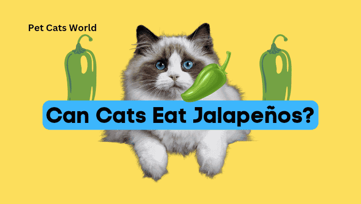 Can Cats Eat Jalapeños