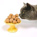 Why Do Cats Eat Food With Their Paws?
